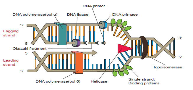 DNA/RNA 복제과정 모식도
