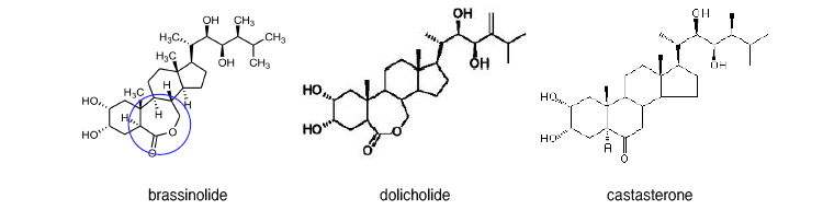 brassinolide, dolicholide, castasterone의 분자구조